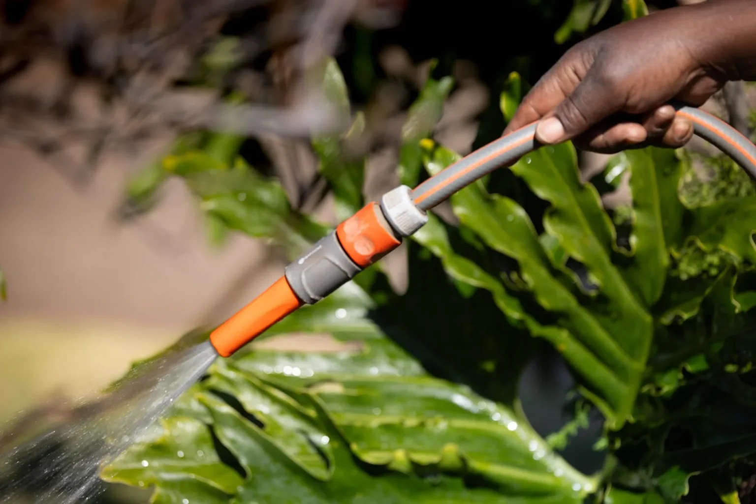 A hand holding a garden hose with an orange fitting and spraying water over wet green leaves