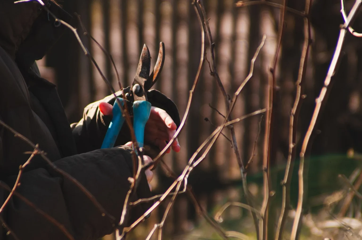 Hands holding blue handled pruning shears against a thin bare branch before a cut