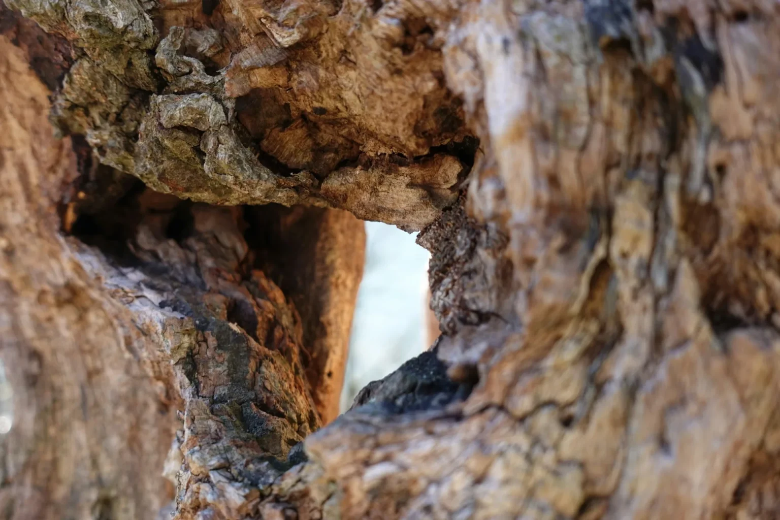 A rough weathered tree trunk with a deep cavity opening through to daylight, the kind of decay a tree inspection looks for