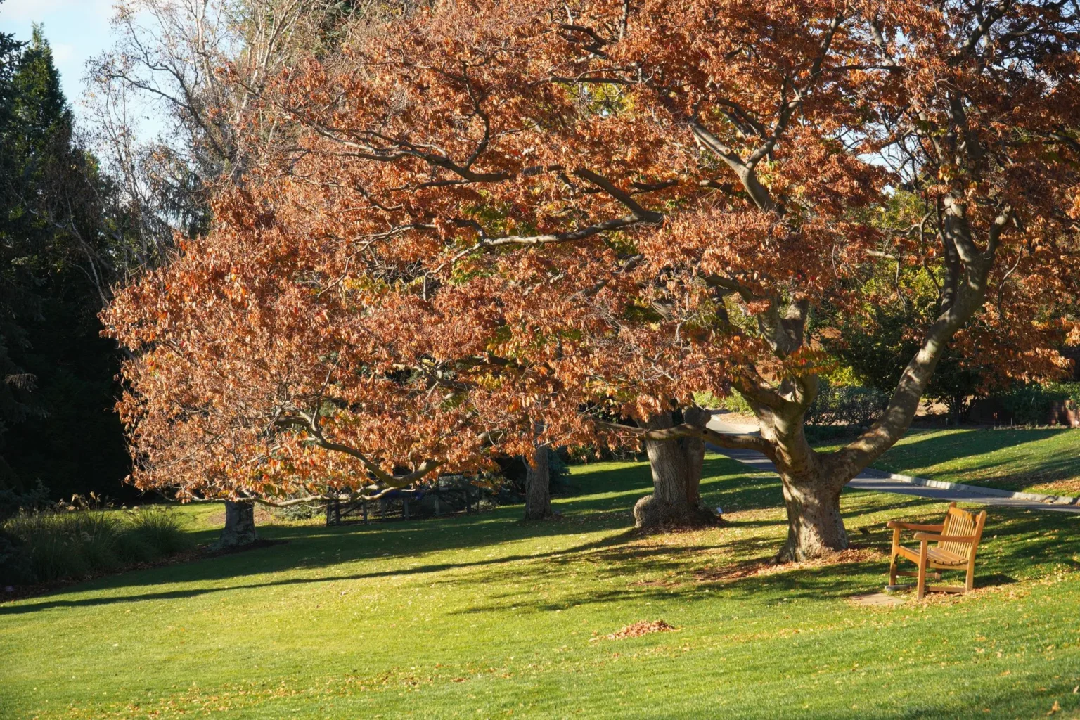 A large spreading tree with rusty orange leaves over a mown lawn with an empty wooden bench