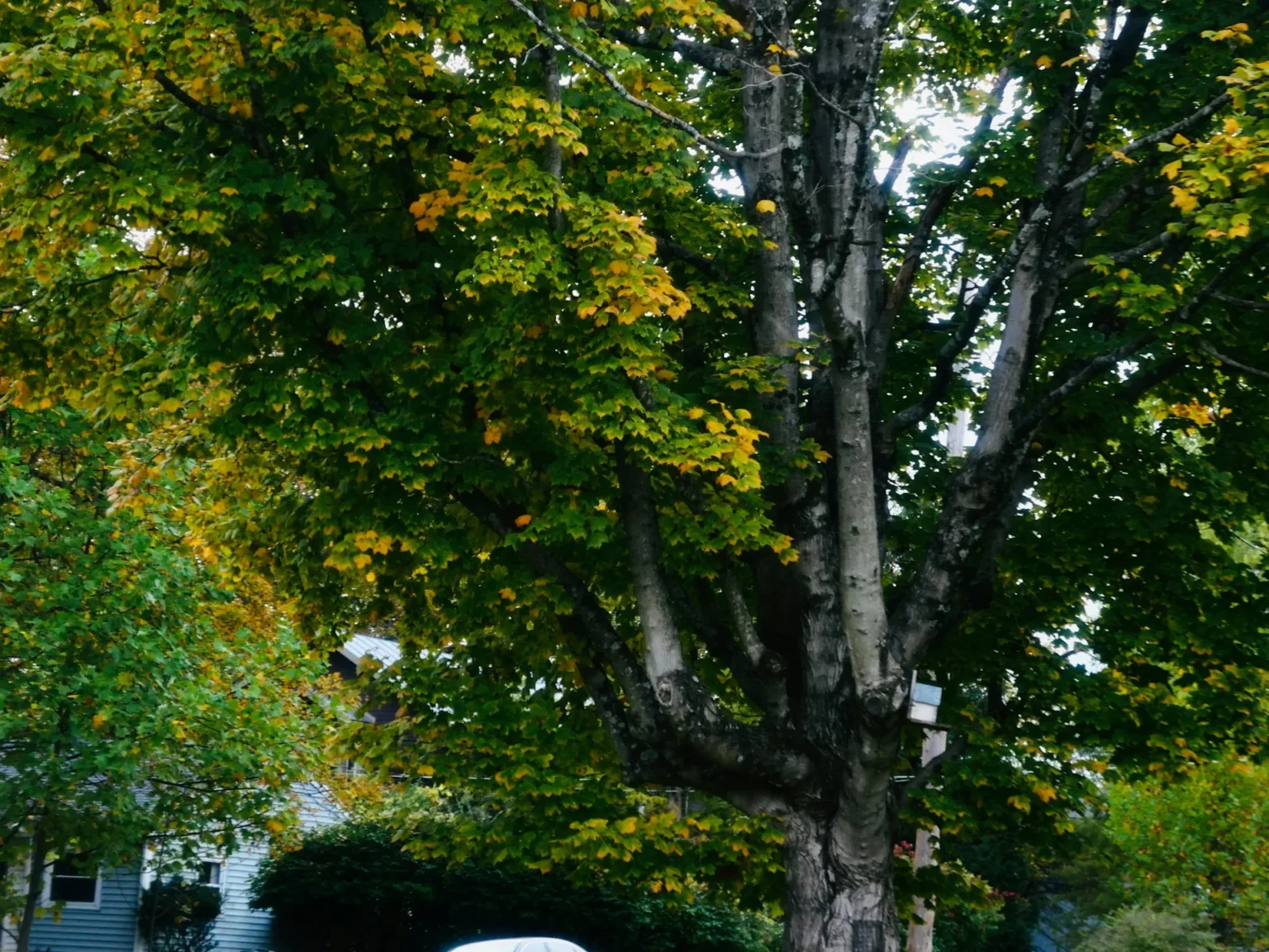 Large maple with several main stems and yellowing leaves beside a house and a utility pole on a residential street