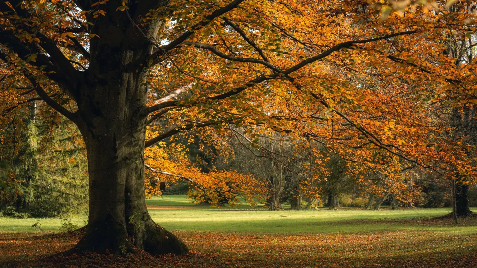 Large mature tree with a wide trunk and orange fall leaves standing on a park lawn
