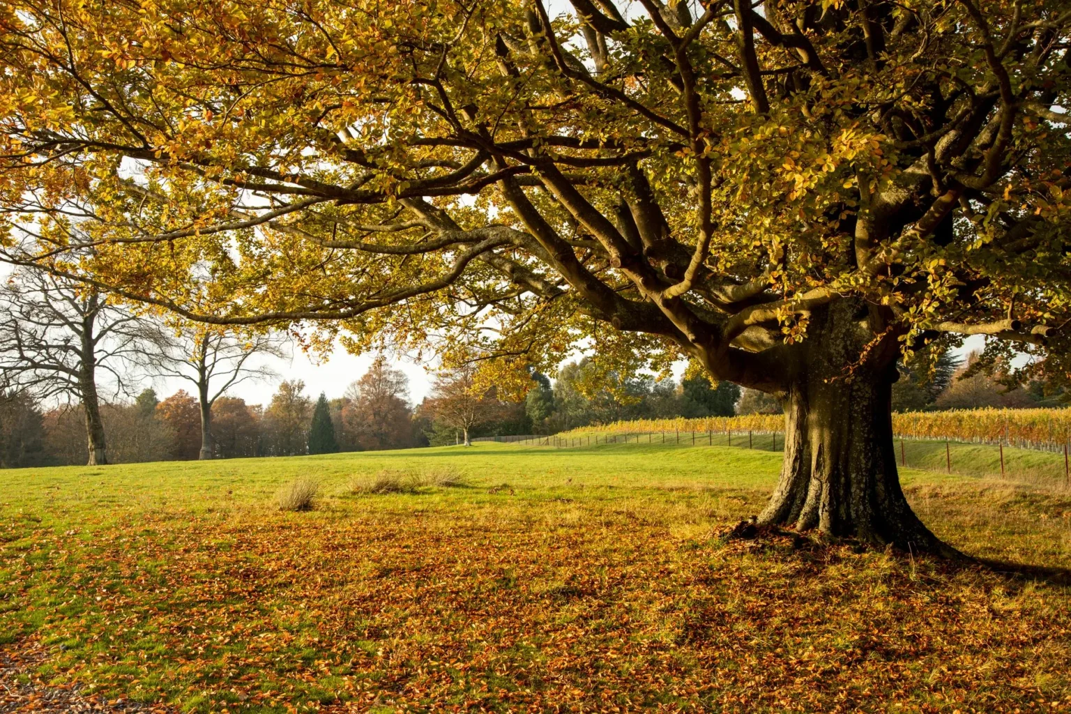 A broad mature tree with a wide spreading canopy of golden fall leaves over a grass lawn scattered with fallen leaves