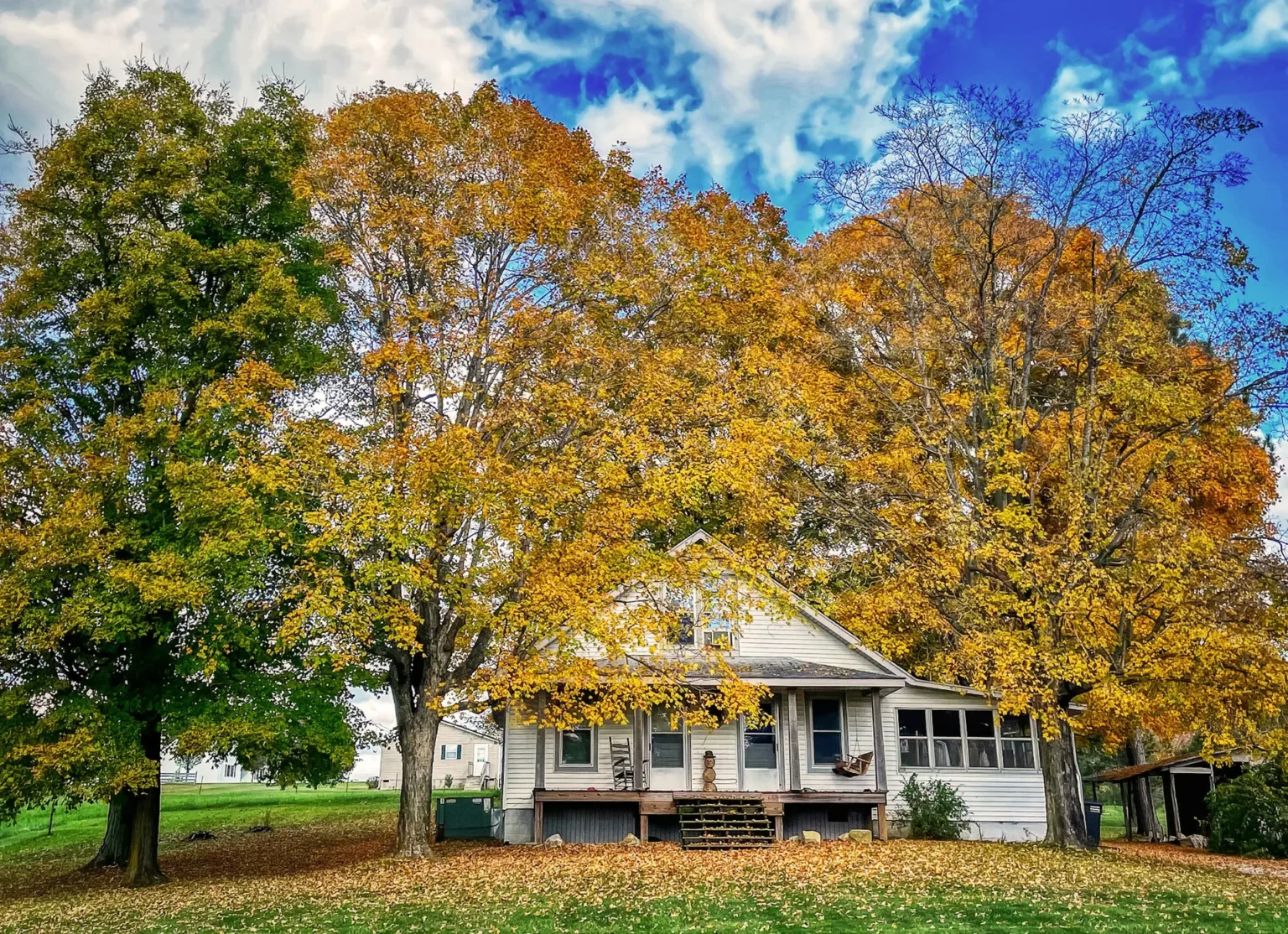 Tall shade trees in yellow and orange fall color rising above a white frame house with leaves covering the lawn