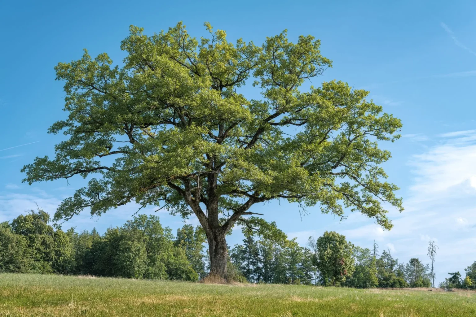 A single large oak tree with a wide green crown standing on short grass under a blue sky with trees behind it