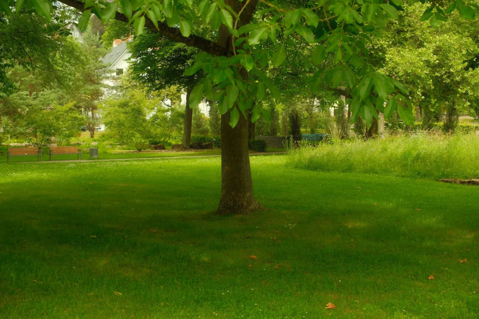 A large tree trunk and green canopy standing on a mown park lawn with benches and other trees in the distance