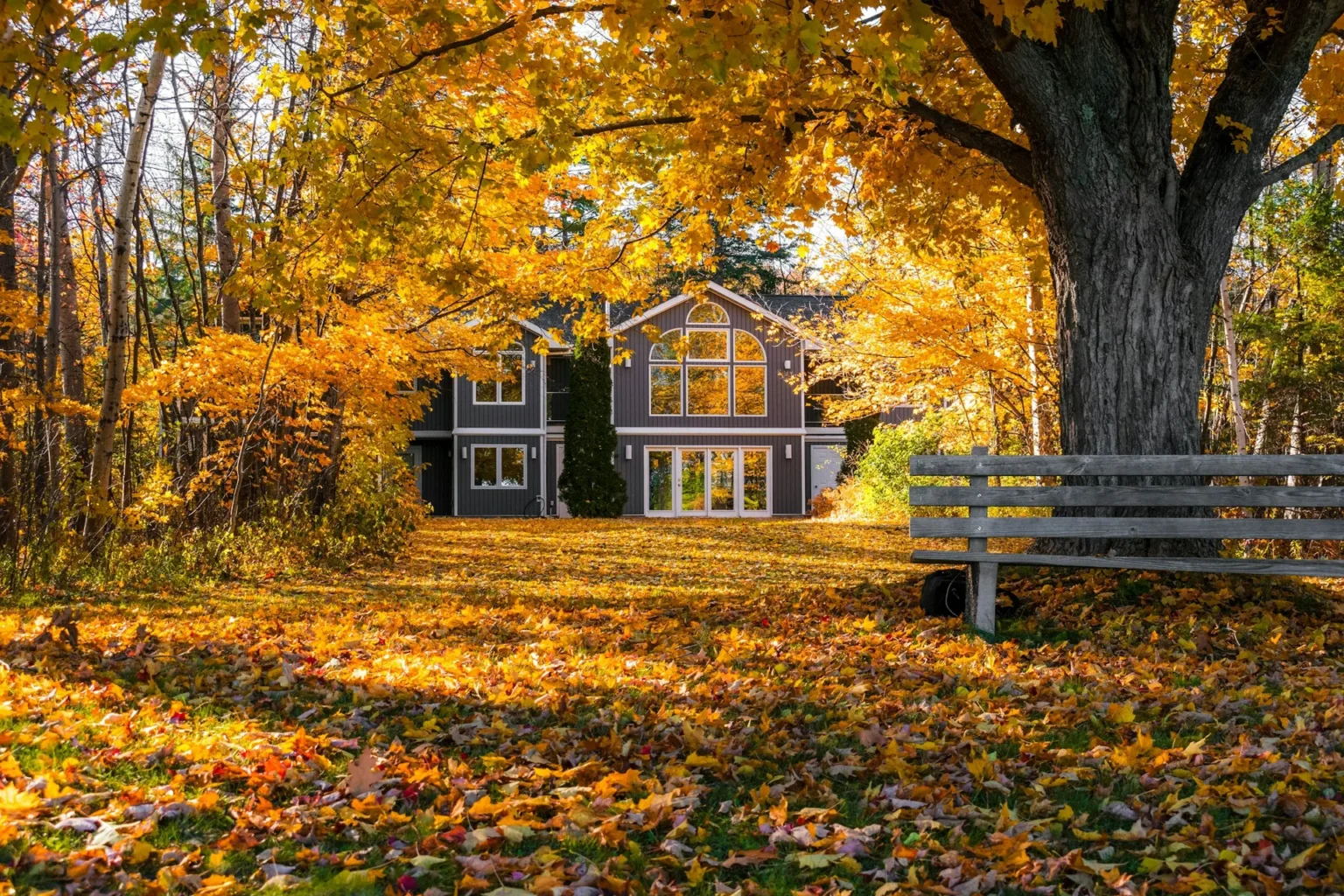 A large maple in gold fall color over a yard blanketed with fallen leaves in front of a house