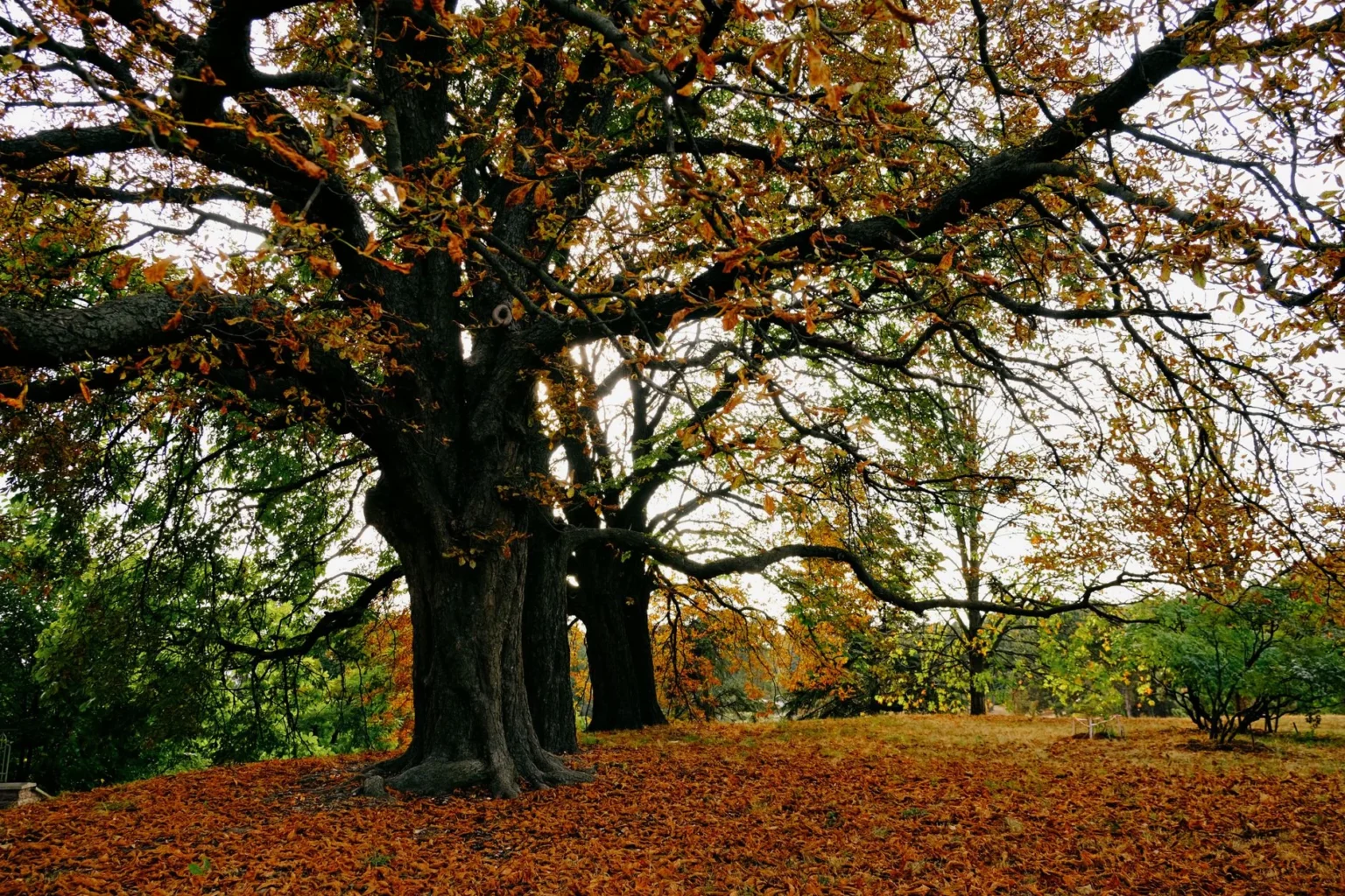 A very large old tree with a thick furrowed trunk and wide spreading limbs over orange fallen leaves in autumn
