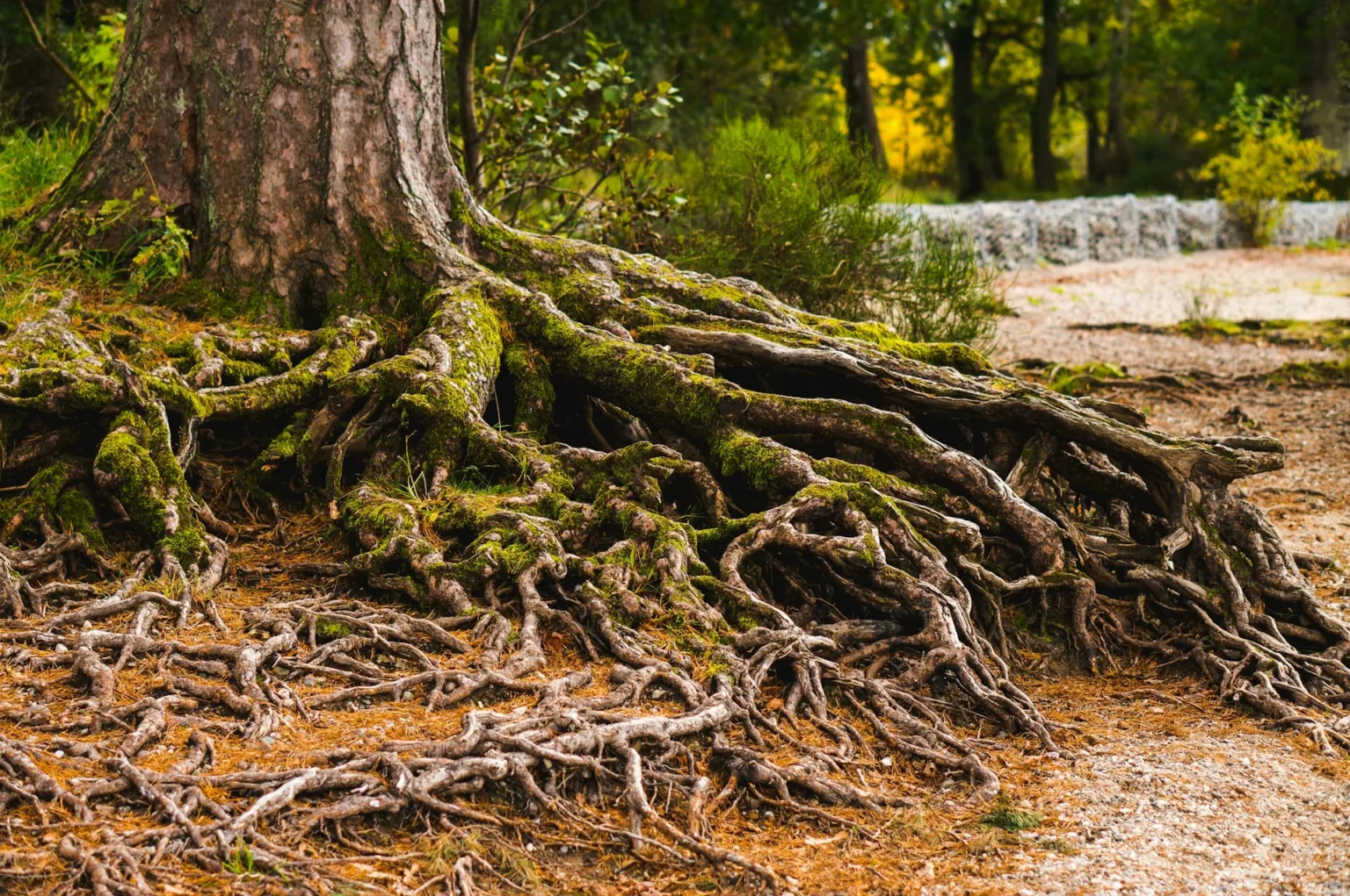 Wide surface roots spreading from the base of a large tree trunk across needles and gravel, showing the root zone