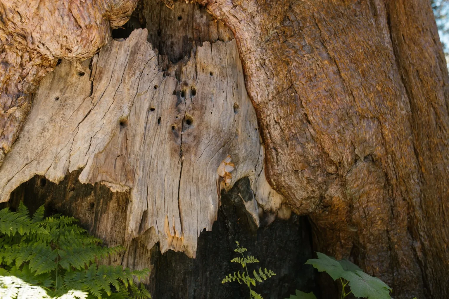 Large tree trunk with a weathered decay cavity, small holes in the exposed wood and ferns at the base
