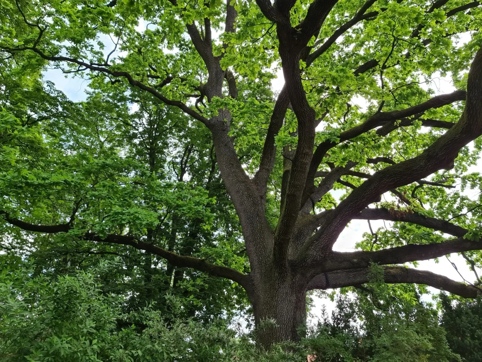 Looking up at a large oak with a thick trunk and wide spreading limbs under a bright green summer canopy