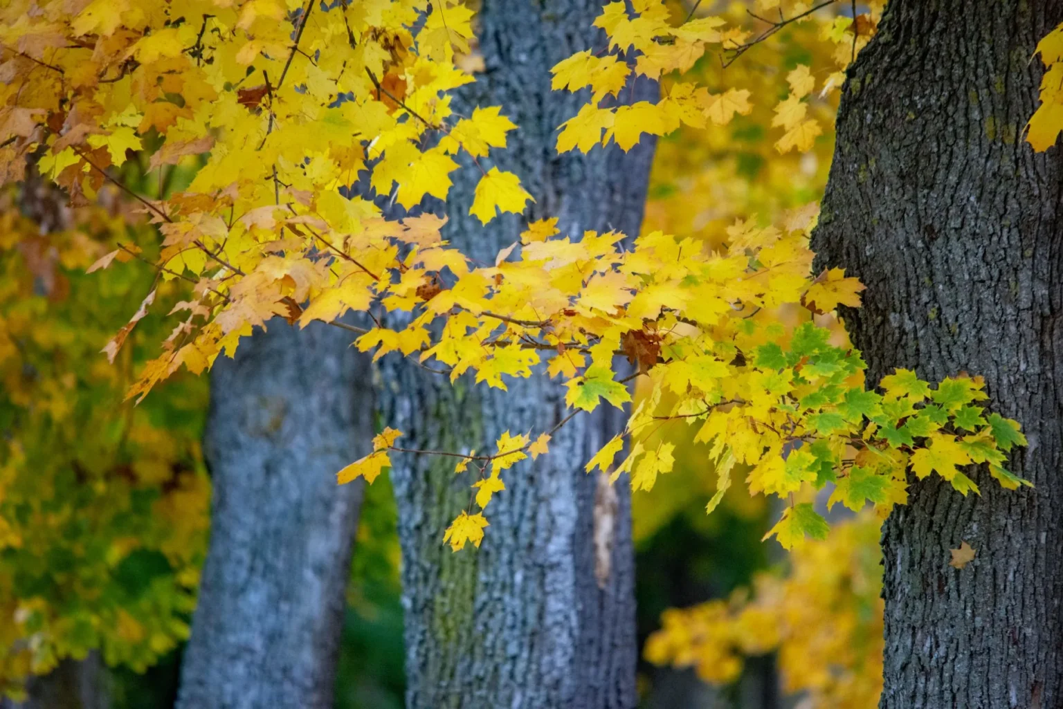 Yellow maple leaves on a branch in front of gray mature maple trunks in fall