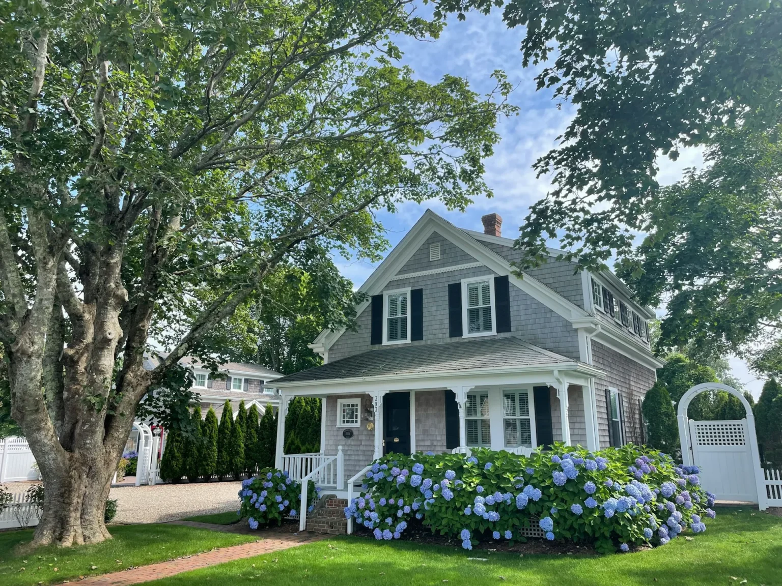 A large mature tree with a forked trunk beside a gray shingled house with blue hydrangeas in a green front yard