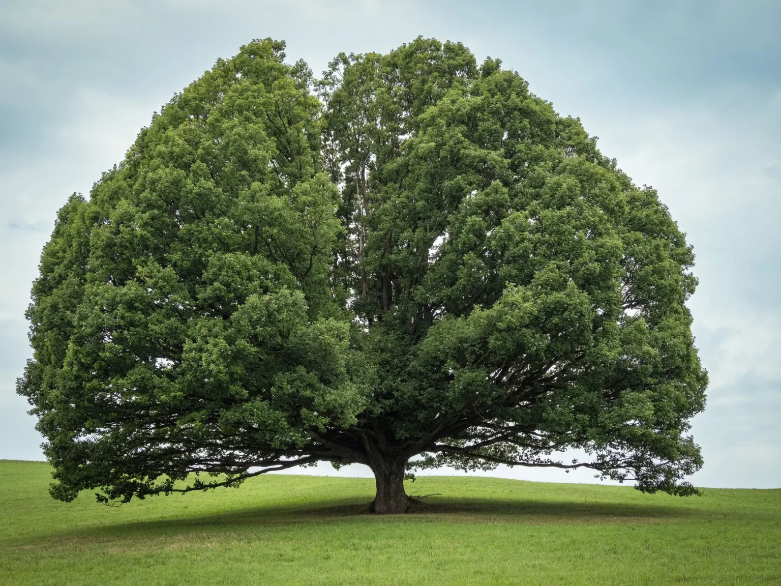 A large mature tree with a full round green canopy standing alone on a grass hill under a pale sky