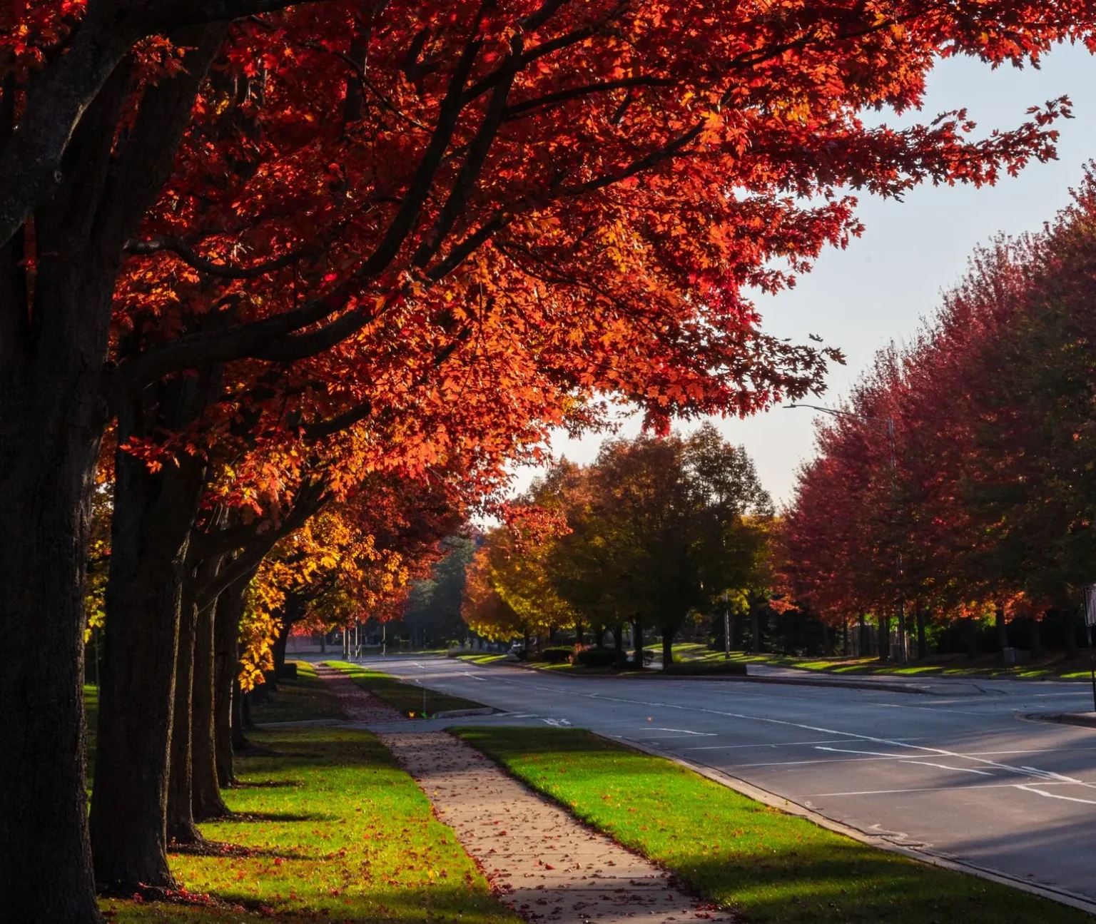 A row of mature maples with red and orange autumn leaves beside a sidewalk and grass strip along a quiet road