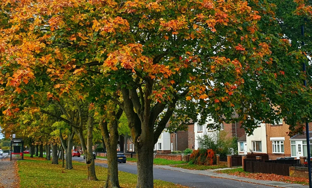 Maples with orange and green autumn leaves lining a residential street, where tree maintenance in Closter and nearby boroughs matters