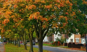 Maples with orange and green autumn leaves lining a residential street, where tree maintenance in Closter and nearby boroughs matters