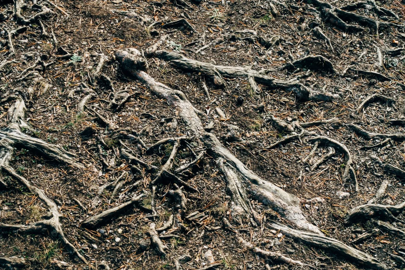 Thick tree roots spreading across bare soil and fallen pine needles, showing how far roots run from a trunk