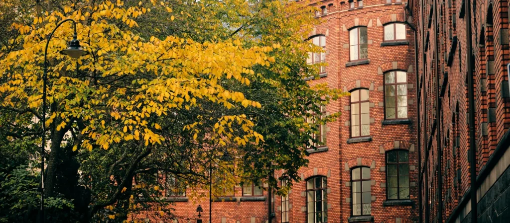 Yellow autumn leaves on a mature tree beside a tall red brick building, where tree trimming in Fairview starts with looking at the whole crown