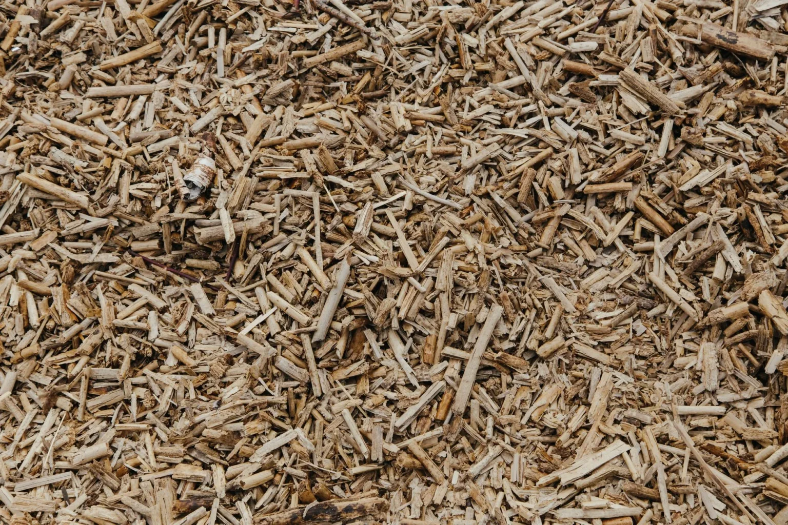 Close view of pale shredded wood chip mulch of the kind spread around the base of a tree