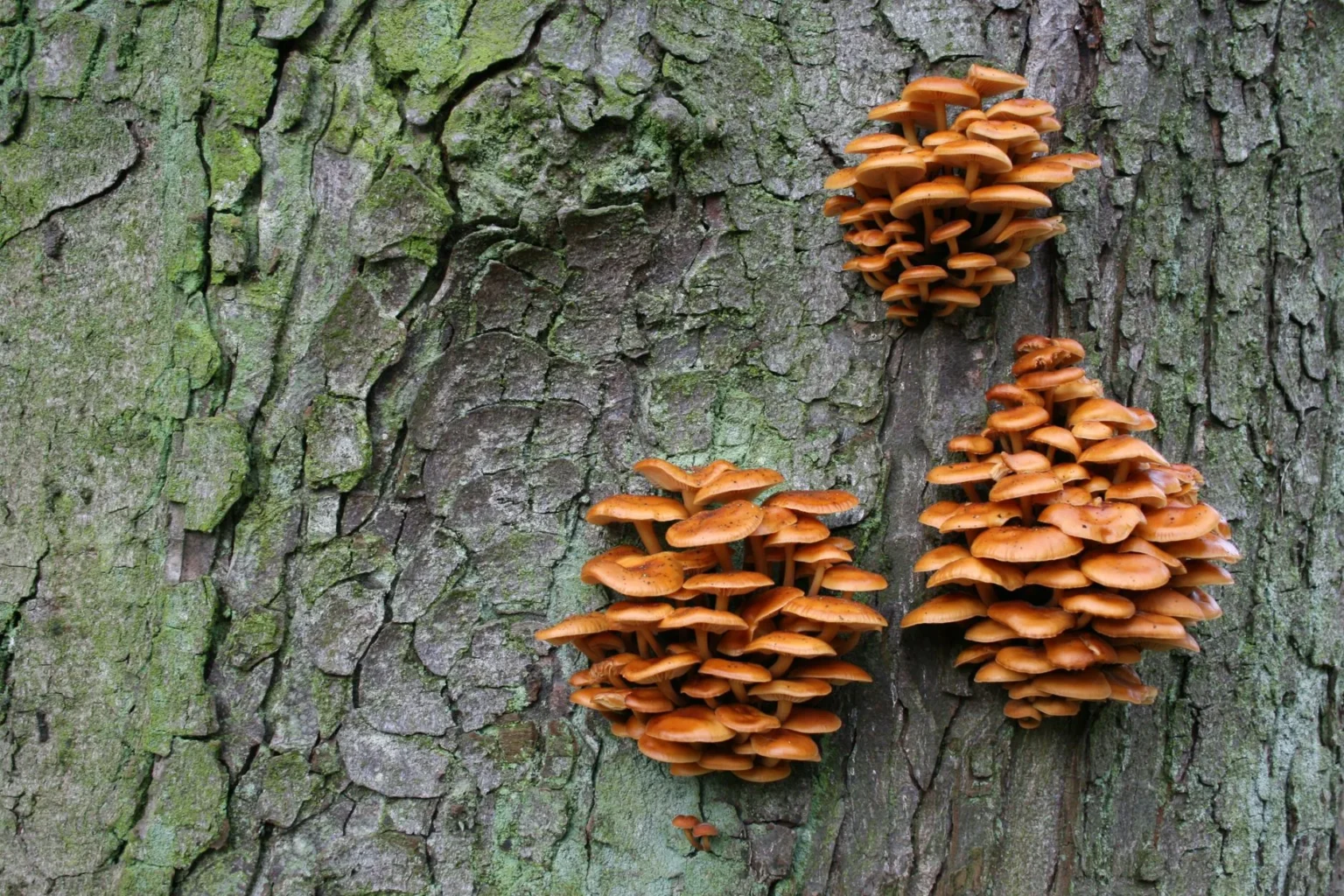 Clusters of orange mushrooms growing on the green and gray bark of a tree trunk, a sign of decay to have checked