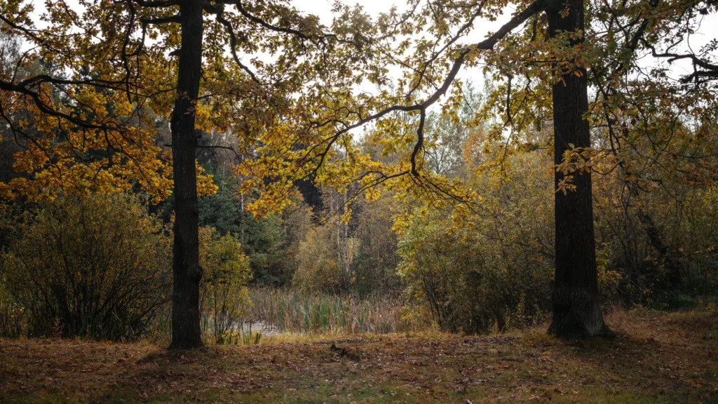 Two mature oak trees with yellow autumn leaves at a woodland edge, the kind of canopy land clearing in Englewood has to work around