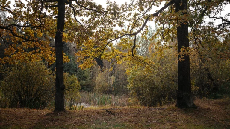 Two mature oak trees with yellow autumn leaves at a woodland edge, the kind of canopy land clearing in Englewood has to work around