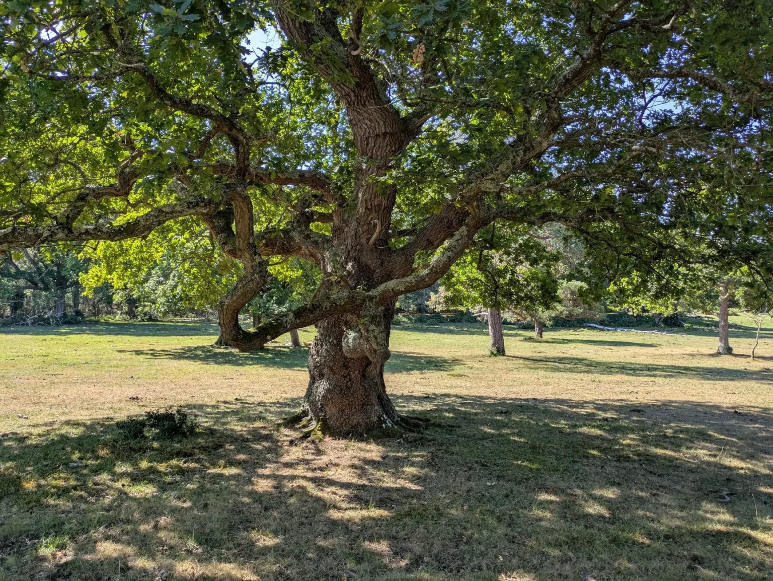 Large old oak with a thick gnarled trunk and wide spreading branches in sunlit green leaves above a grass clearing