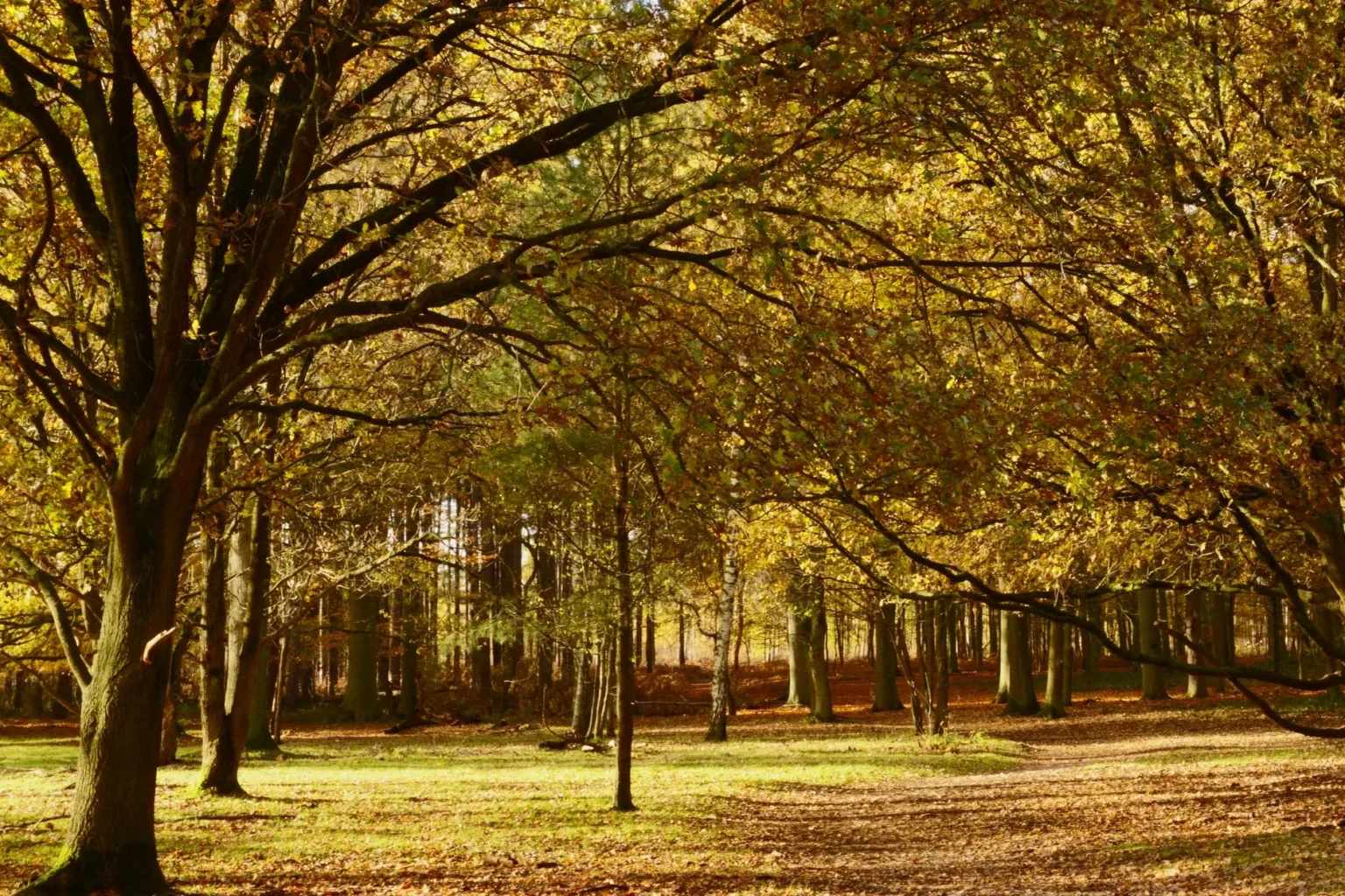 Mature oak trees with golden fall leaves arching over a grassy clearing and a leaf covered path