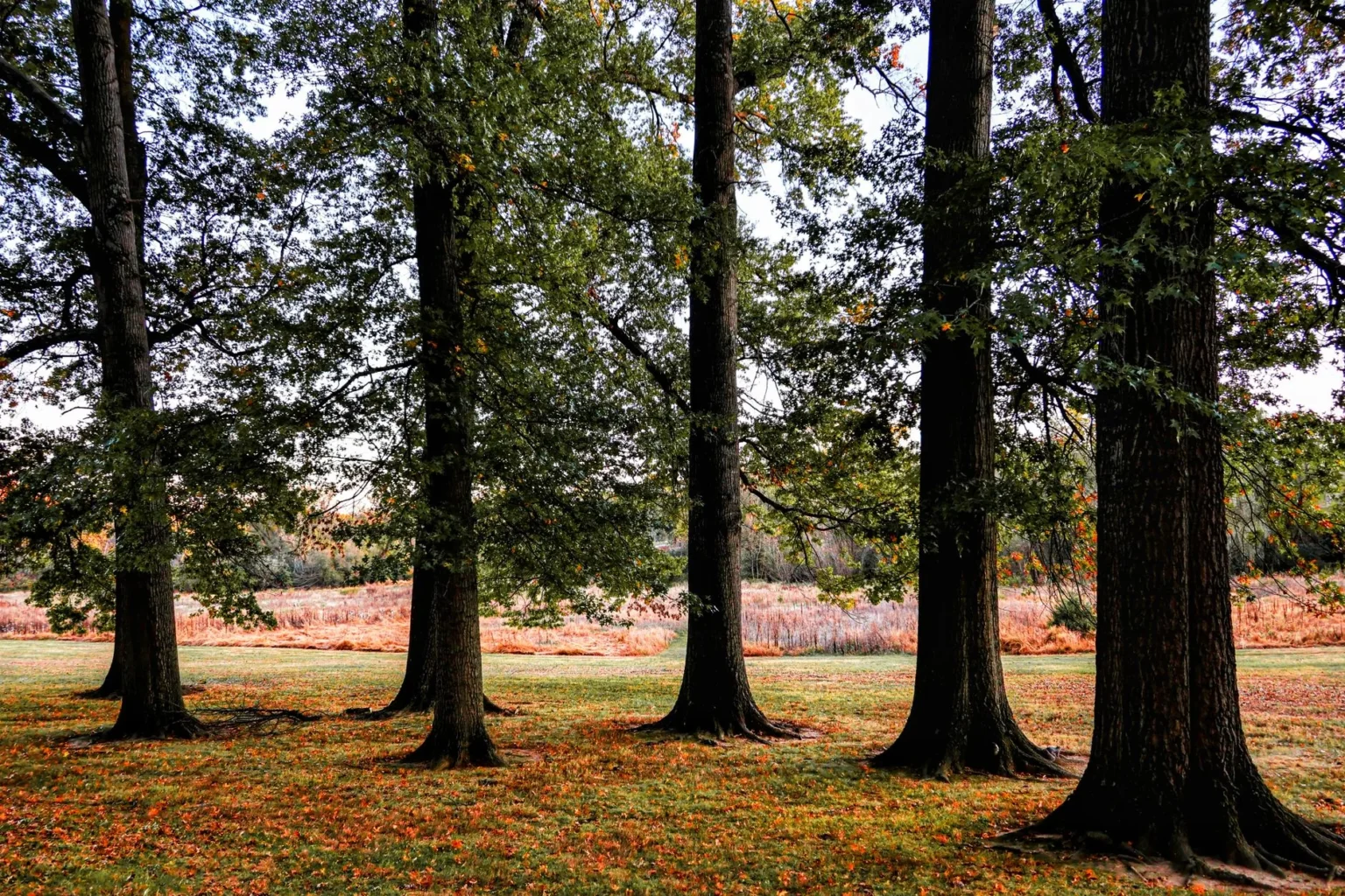 Five tall oak trunks with flared bases standing on a grass lawn dotted with orange fallen leaves
