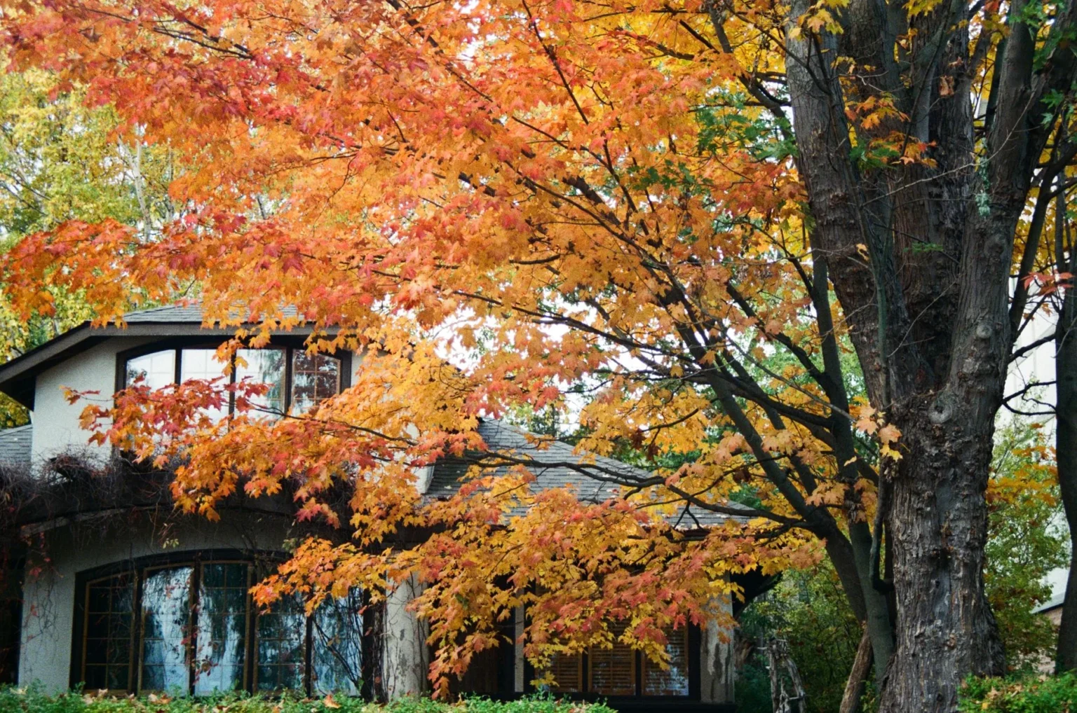 A large maple with orange and yellow autumn leaves and a thick dark trunk beside a house with a gray shingle roof