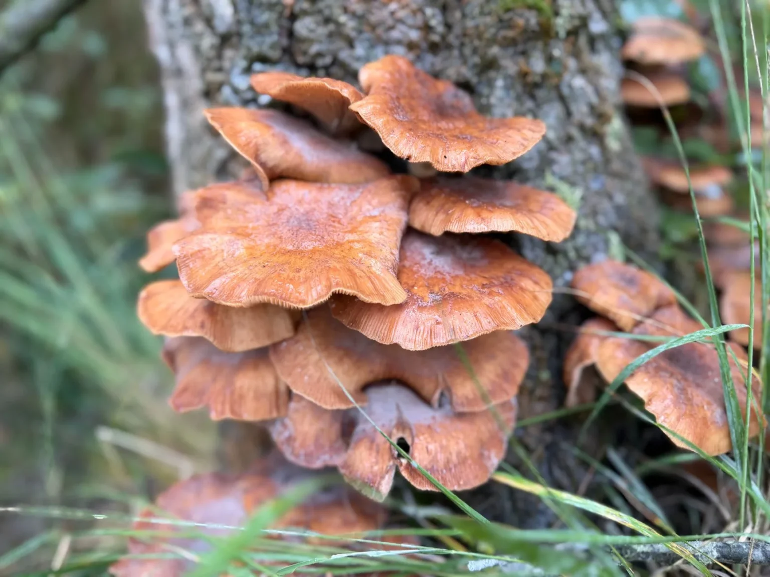 A cluster of orange brown mushrooms growing on the base of a tree trunk with grass in the foreground