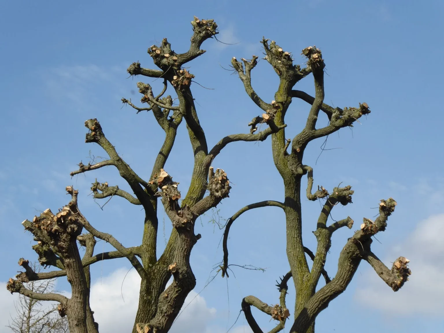 Treetop with blunt stubs and fresh pale cut ends at the end of every limb against a blue sky