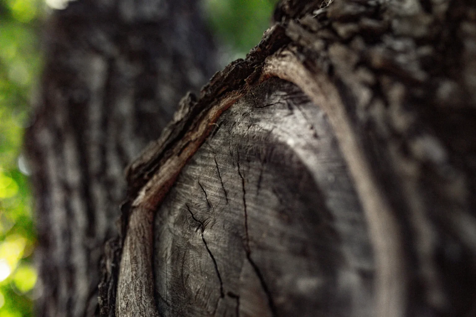 Close view of an old pruning wound on a tree trunk with a rim of bark growing around the cut surface