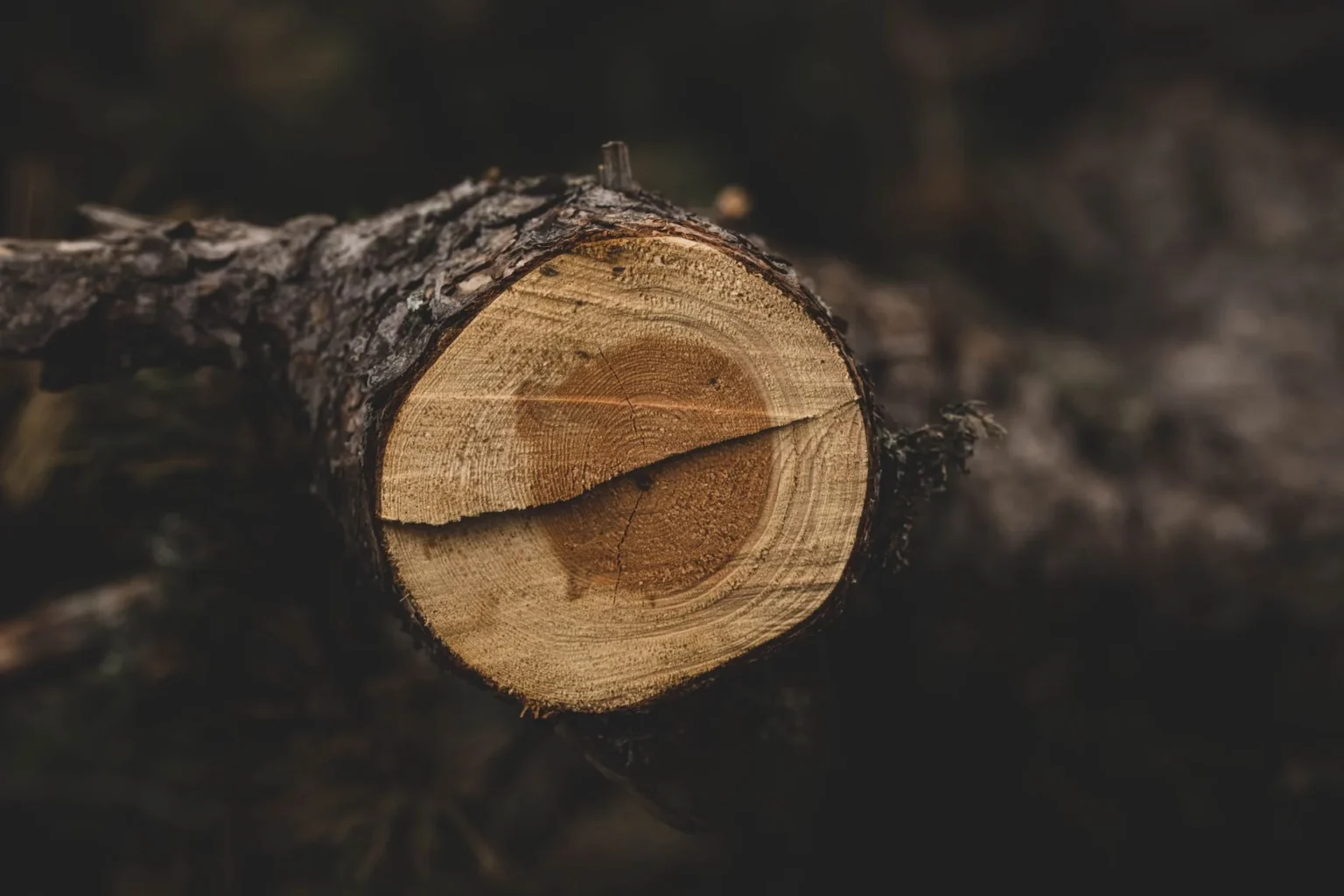 A freshly cut tree branch end showing pale wood, growth rings and darker heartwood inside ridged bark