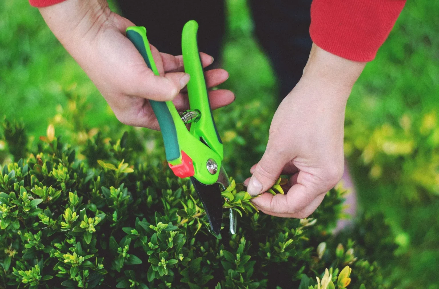 Two hands holding green pruning shears to clip the tip of a small leaved shrub branch