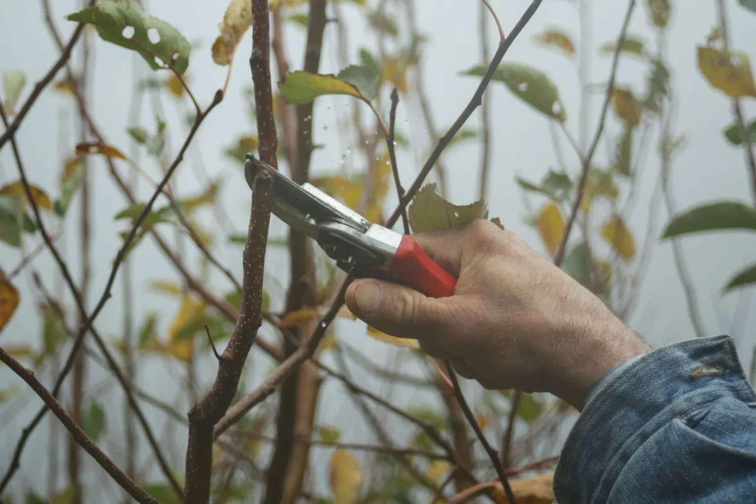 A hand in a denim sleeve holding red handled pruners against a thin branch, a close view of a clean corrective cut
