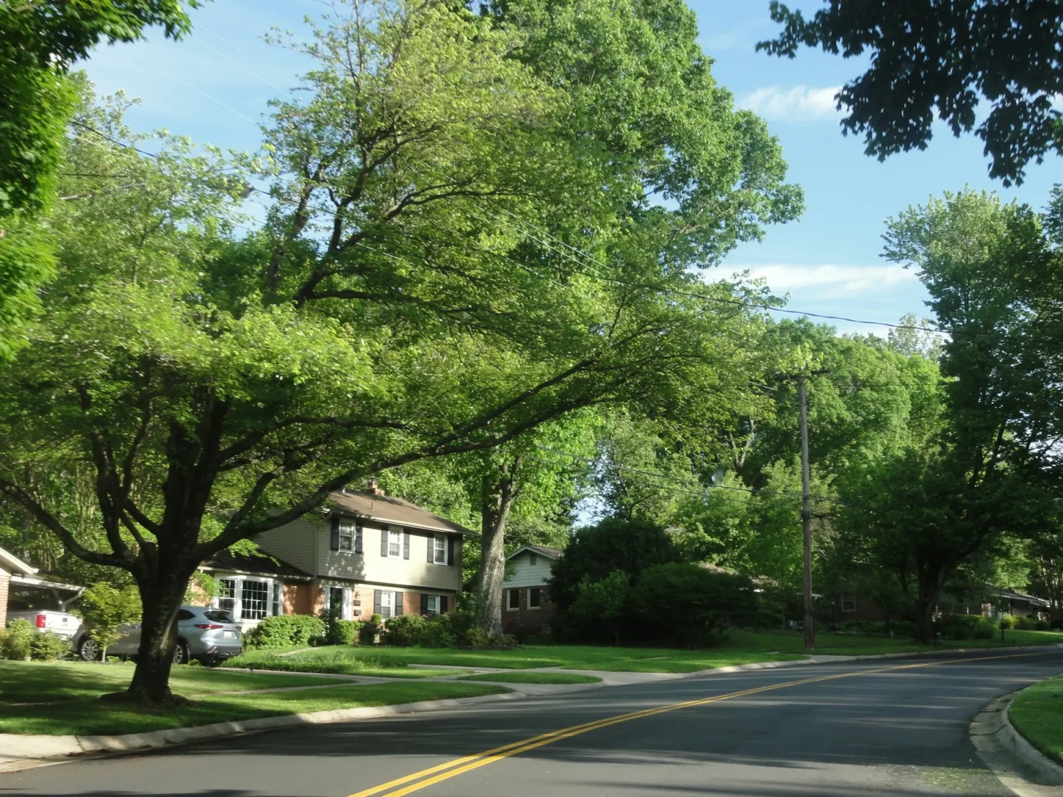 Large leafy shade trees arching over a residential street with houses, sidewalks and utility lines