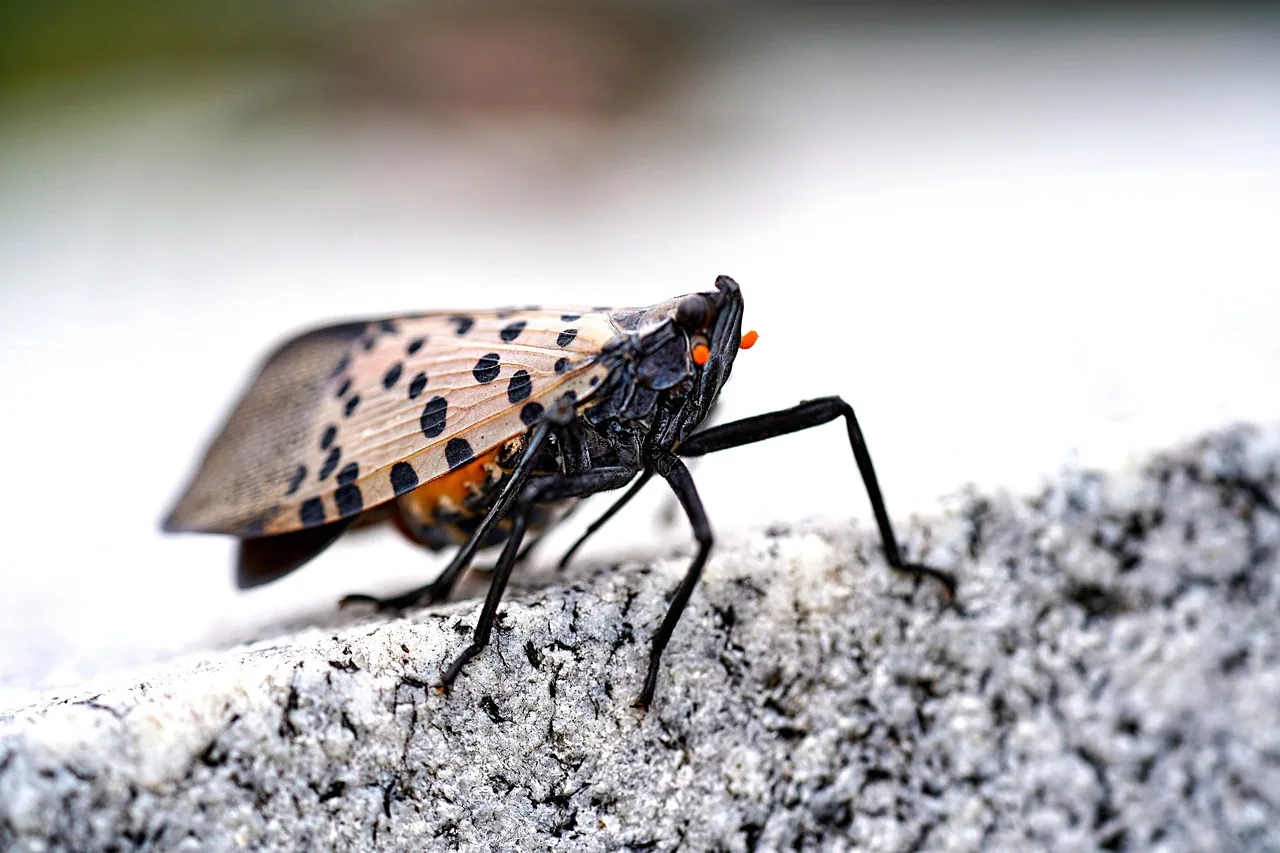 A spotted lanternfly adult with black spotted tan forewings and red hind wings resting on a rough gray surface