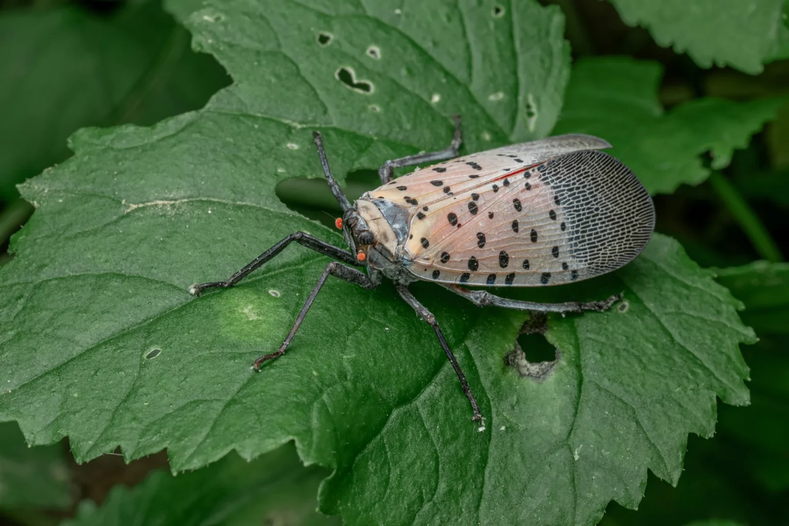 An adult spotted lanternfly with pink and black spotted wings resting on a green leaf with small feeding holes