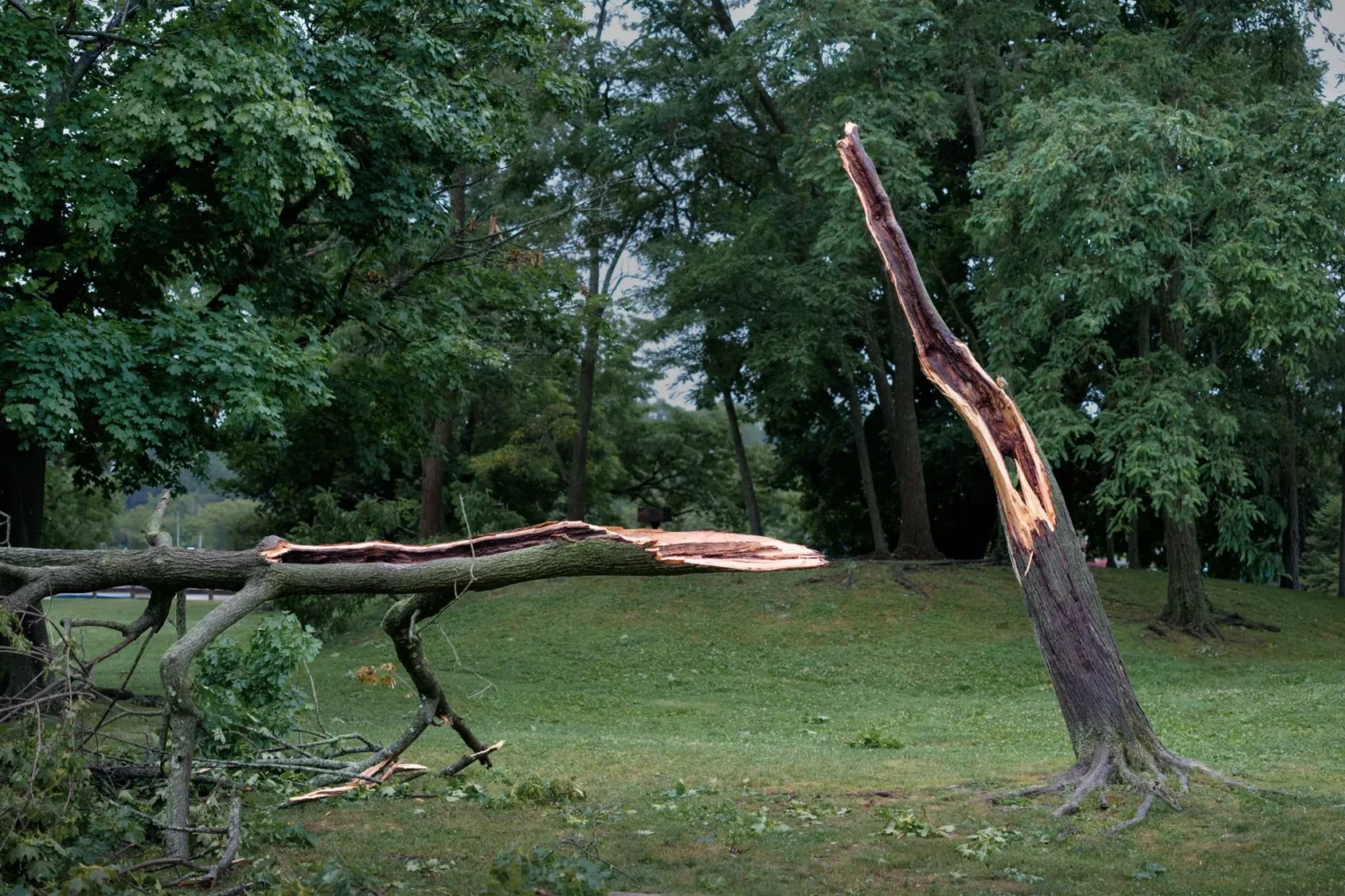 A large tree limb and a trunk split open by storm damage lying on the lawn of a park
