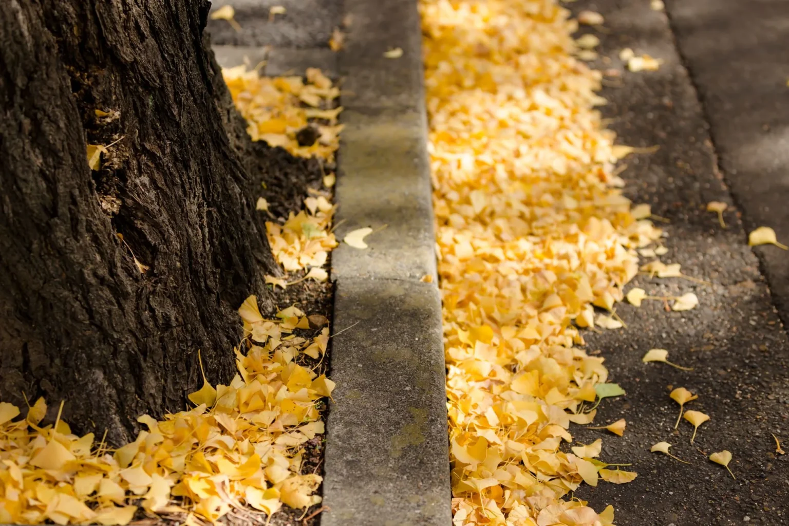 Dark furrowed trunk of a street tree beside a concrete curb with yellow ginkgo leaves piled along the pavement