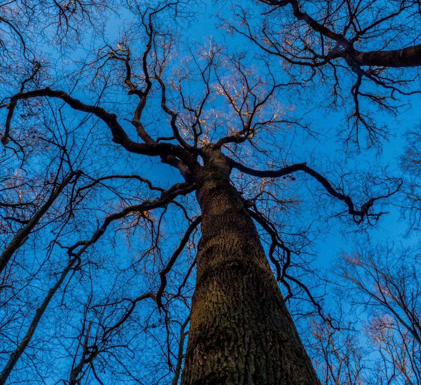 Looking up the trunk of a tall oak into a wide bare crown of branches against blue sky