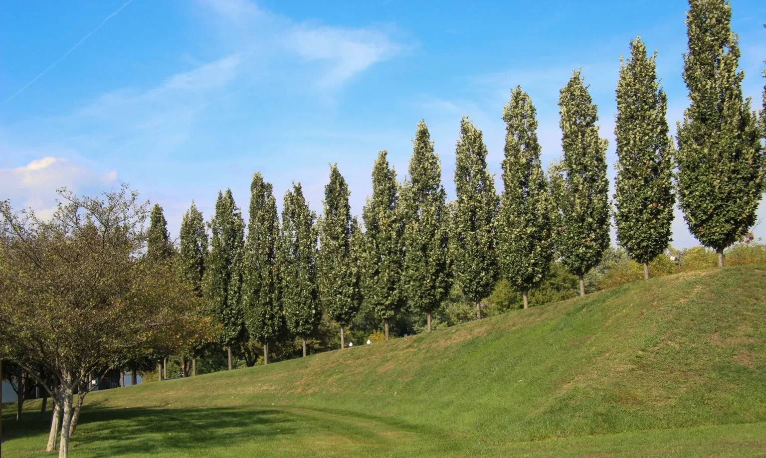 A long row of tall narrow columnar trees in leaf on a grassy slope under a blue sky