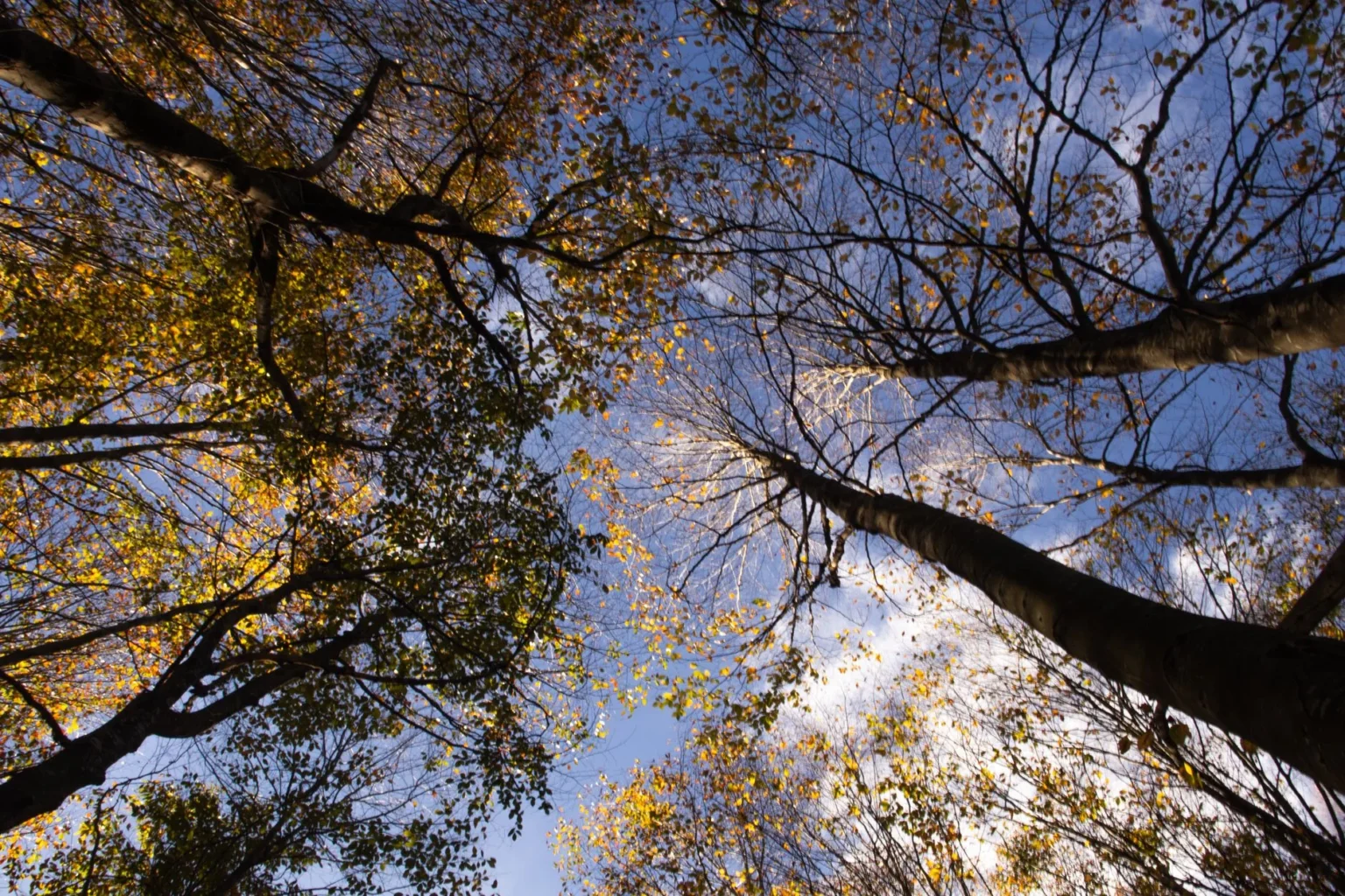 Looking up through the tall trunks and thinning autumn branches of mature trees toward a blue sky with clouds
