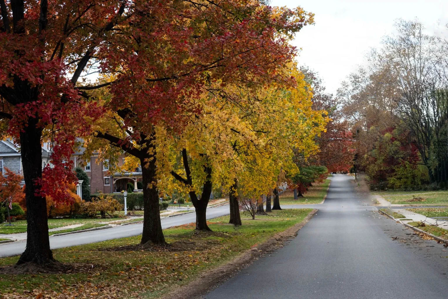 Mature maple street trees in red and yellow fall color along a quiet residential road, the kind of trees tree storm proofing in Teaneck NJ protects