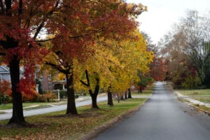 Mature maple street trees in red and yellow fall color along a quiet residential road, the kind of trees tree storm proofing in Teaneck NJ protects