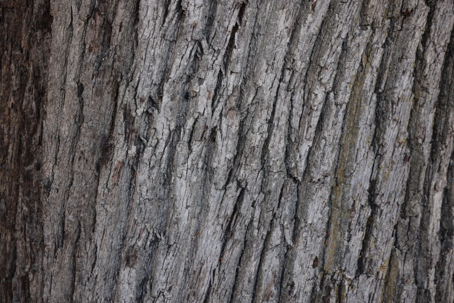 Close view of gray ridged tree bark with fine cracks and lichen patches, the surface we inspect for pest damage