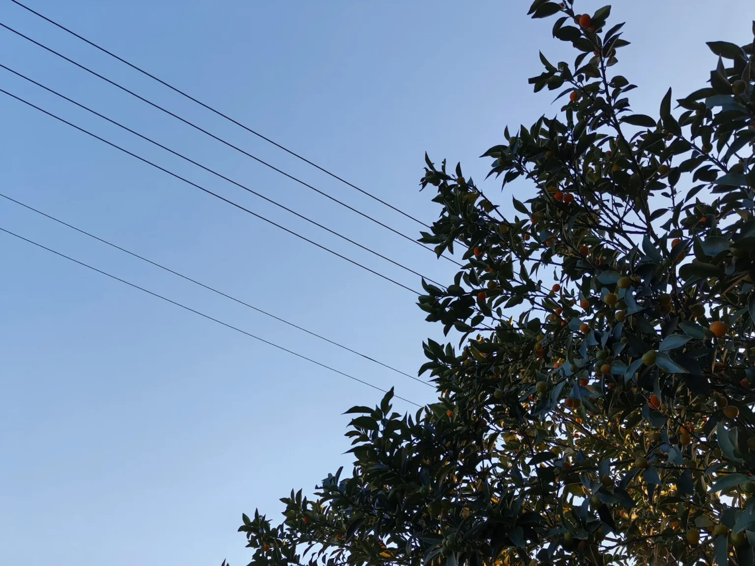 Overhead wires crossing a clear blue sky beside the leafy crown of a tree with small orange fruit