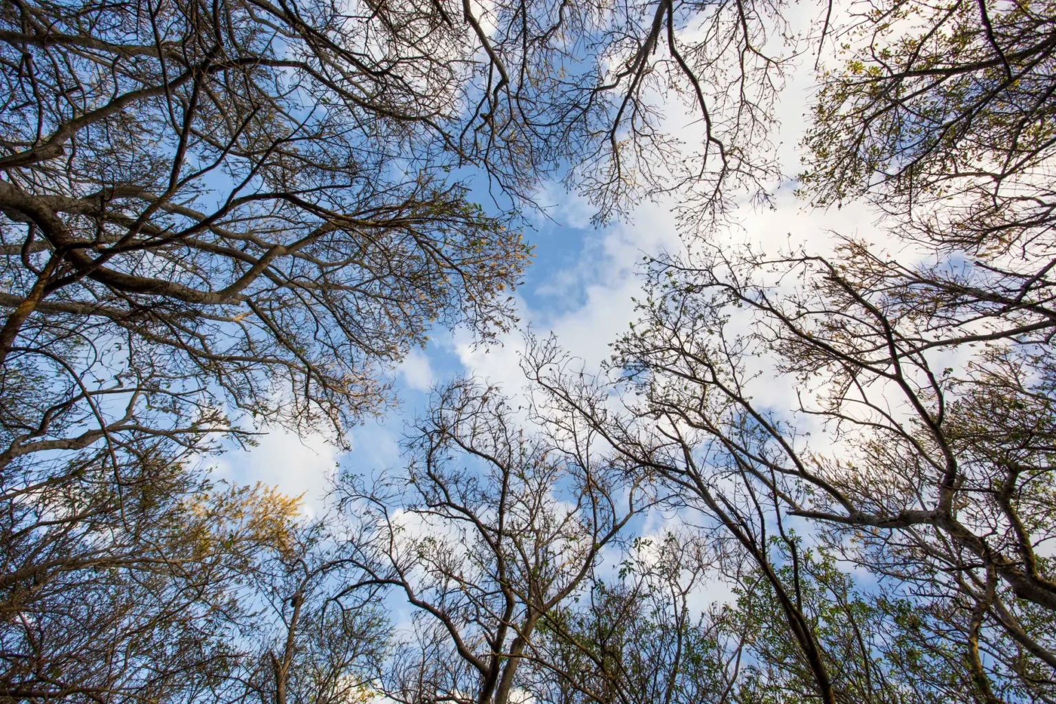 Looking straight up through thin bare branches of tall trees toward a blue sky with white clouds, the view we use to check crown structure